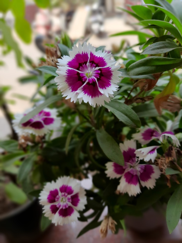 flowers