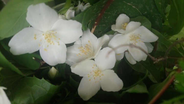 flowers