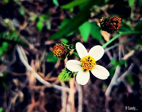Nature