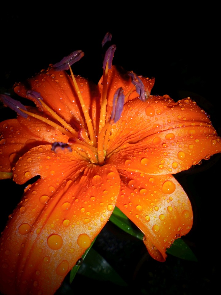 te regalo esta flor