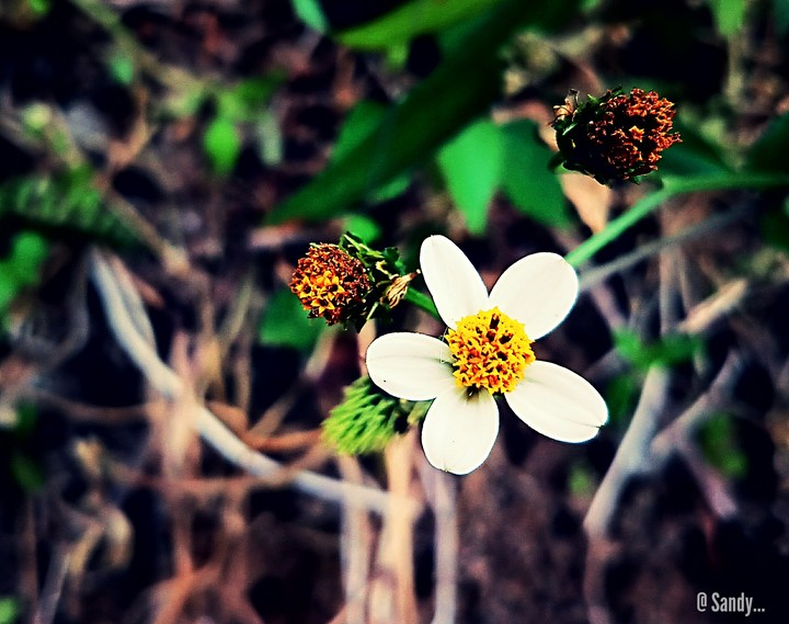 Nature