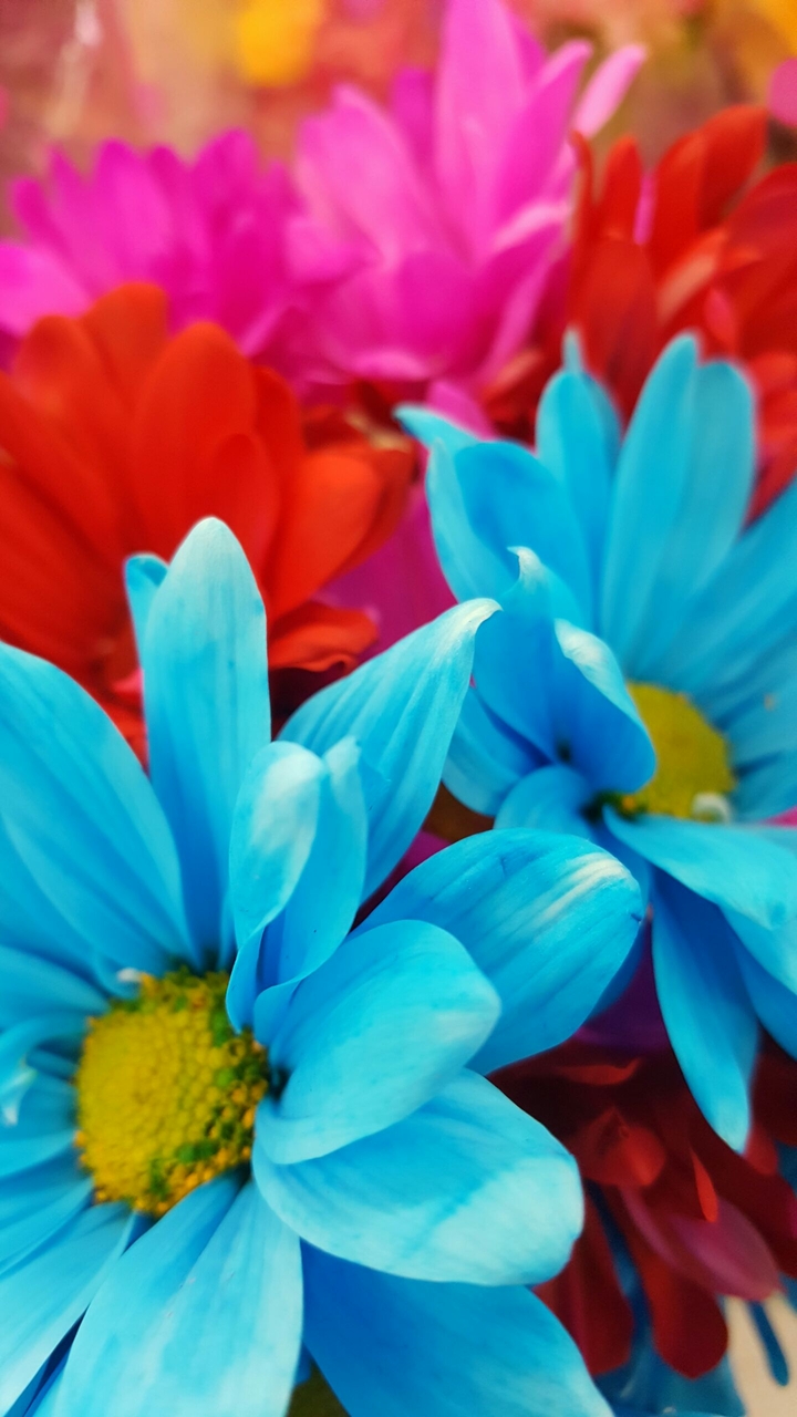 blue flower