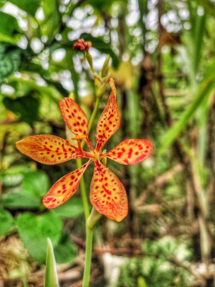 Leopard Lily