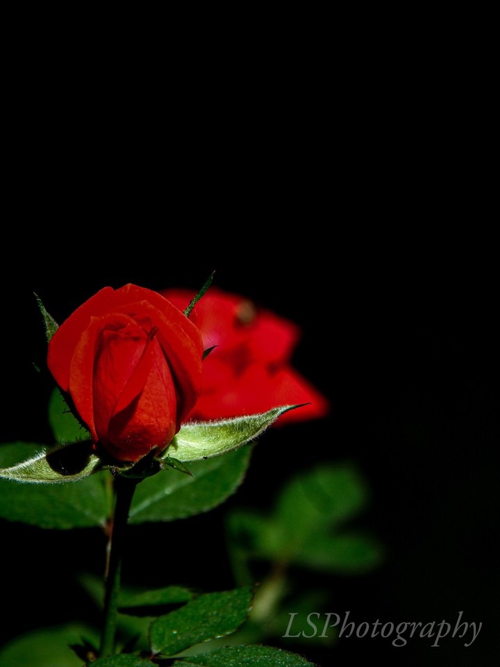 rose