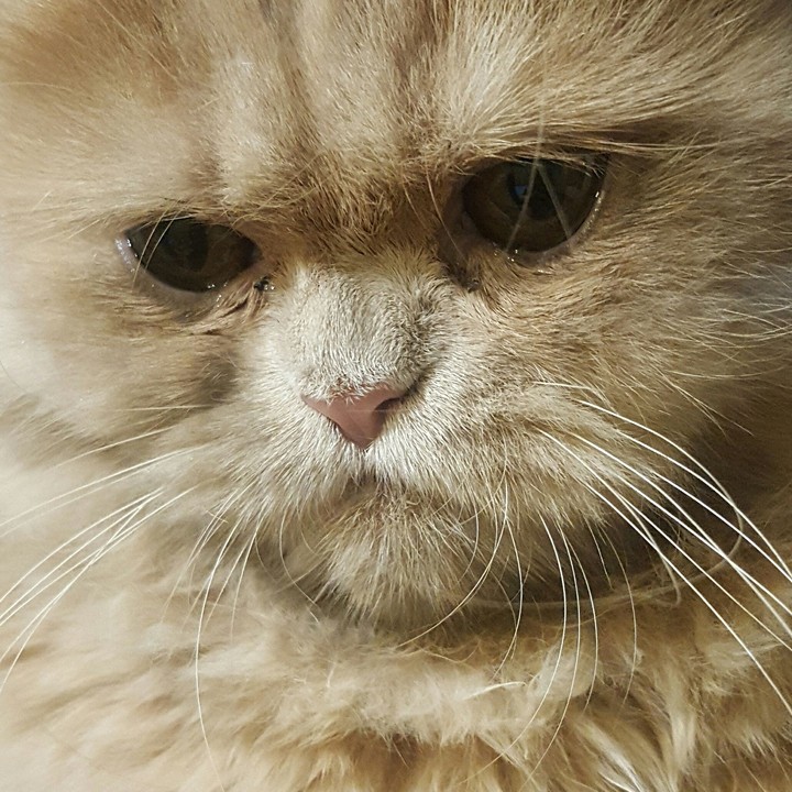 kitty
