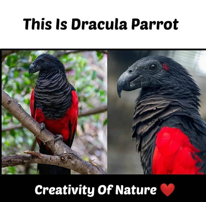 Nature ?