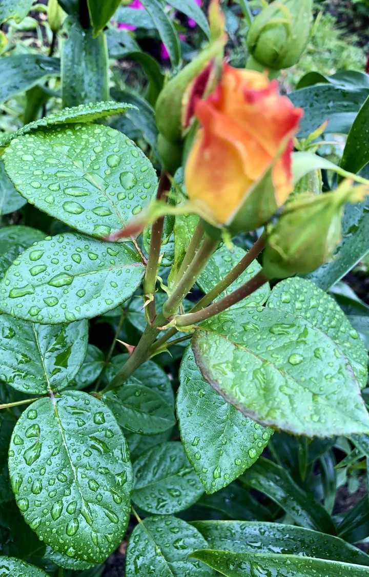 roses