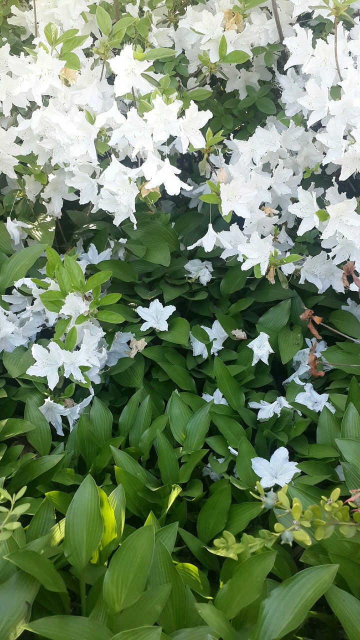 star flower-white