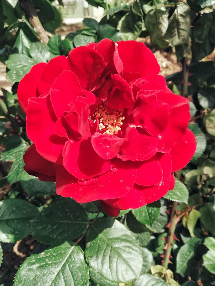 Rose