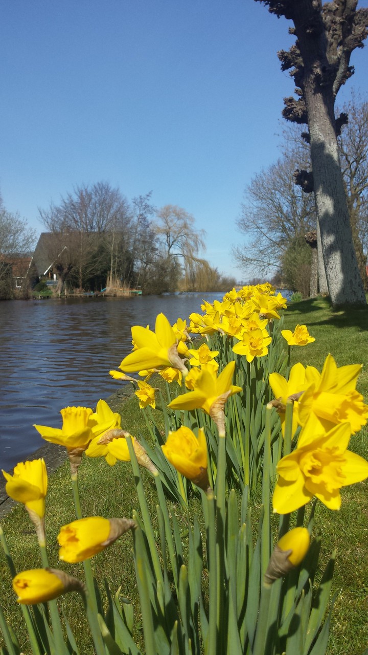 Yellow flowers