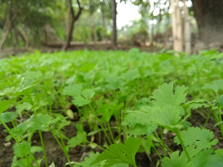 Herbs