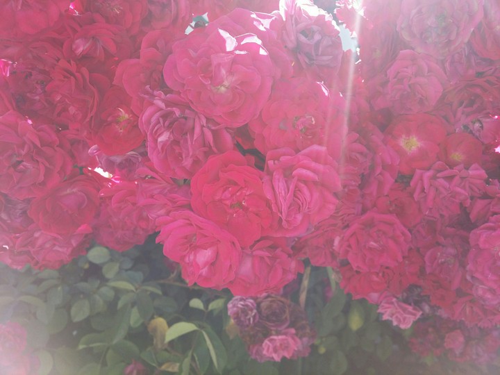 Full of roses