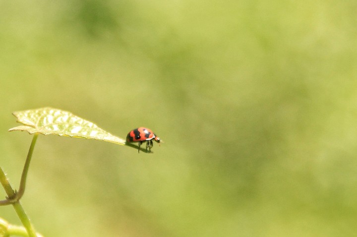 ladybug