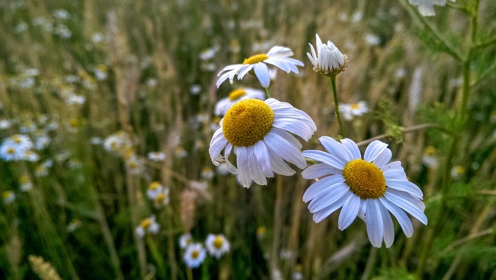 Camomile