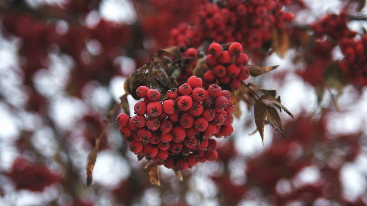 Winter berries