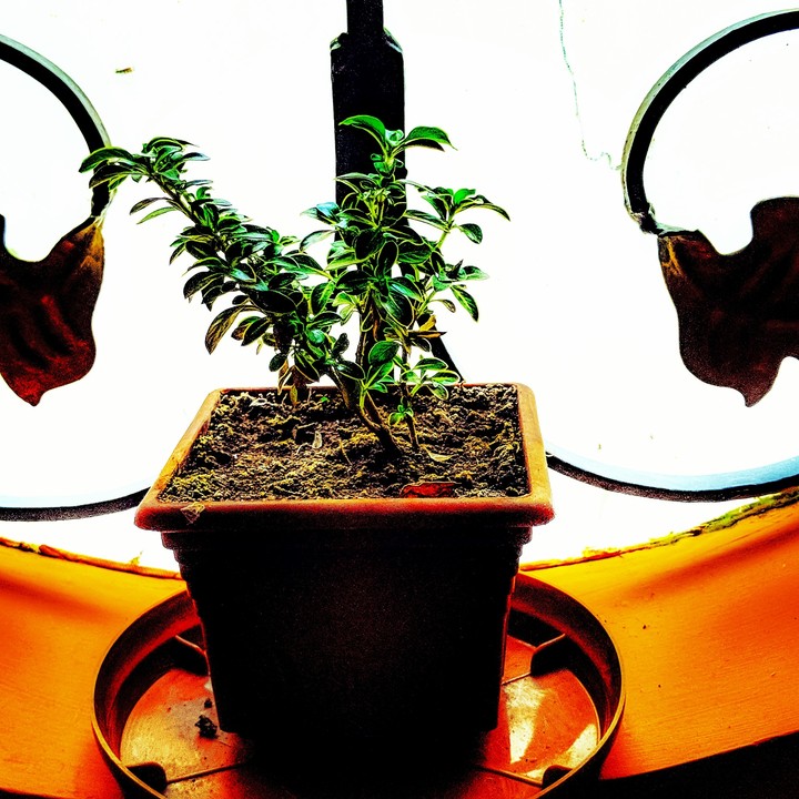Plant more,  breathe better