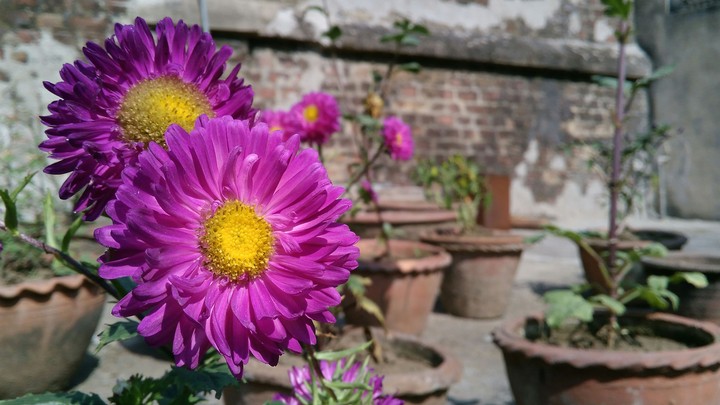 The violet flower.