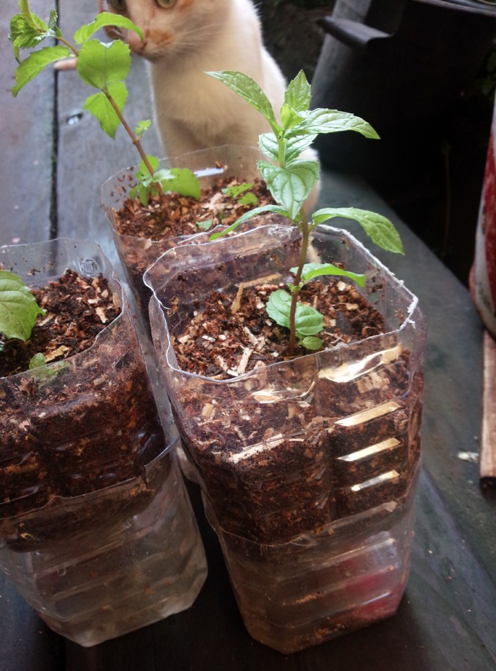 hydroponic mint