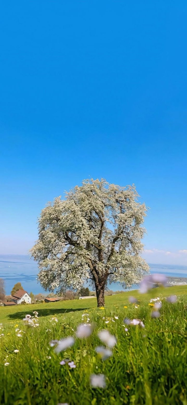 sfondi Field, spring