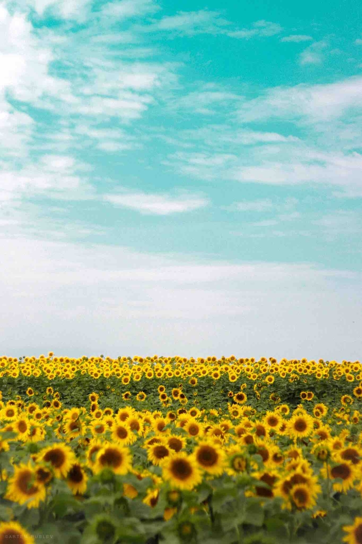 sunflower