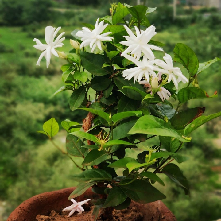 Mogra flower