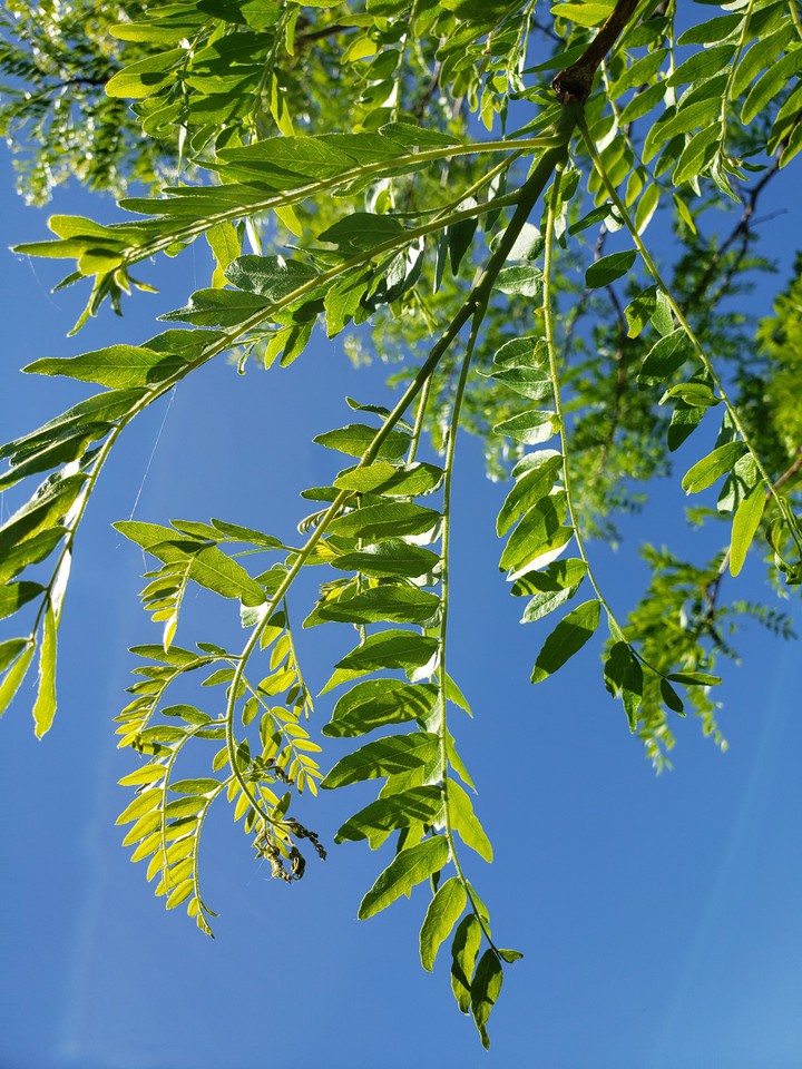 Summer Leaves