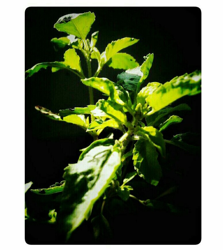 The beauty of the nature is auspicious,