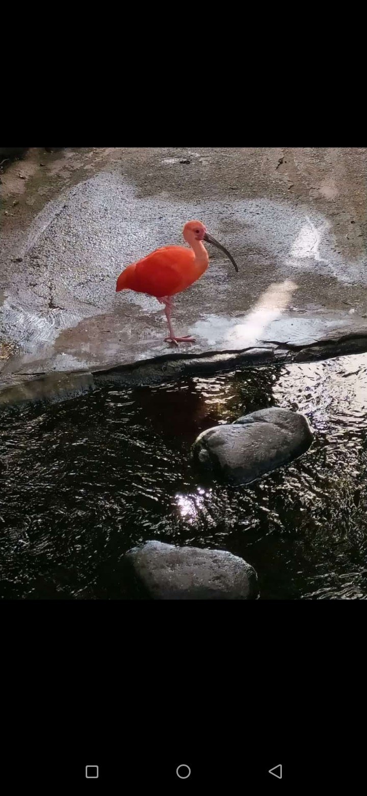 bird