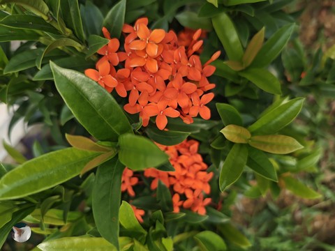 daphnes, petal壁紙