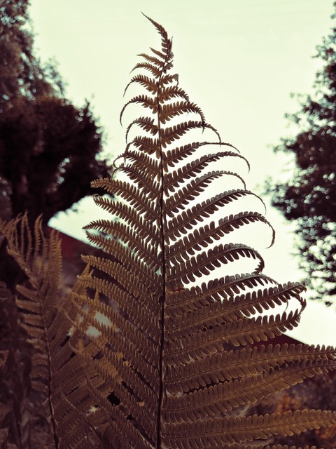 leaf