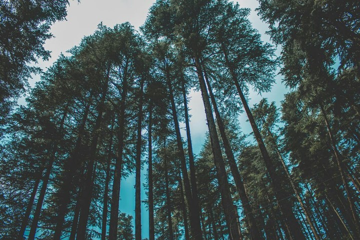 Trees...