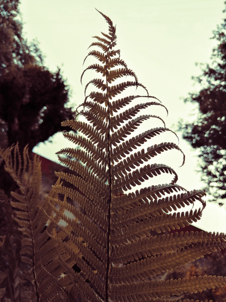 leaf