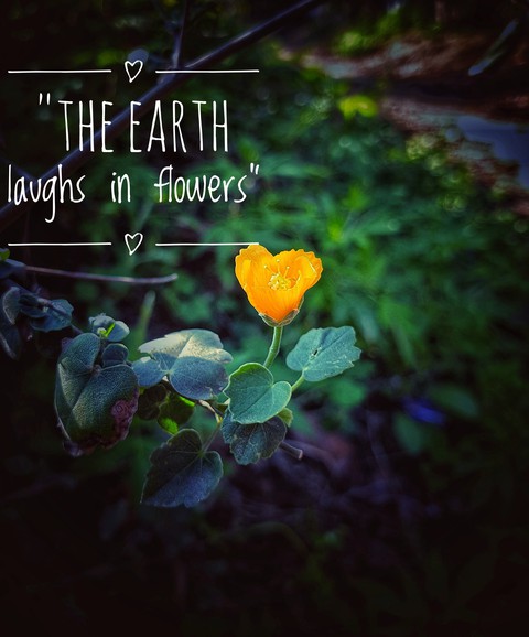 yellow orange beauty flower