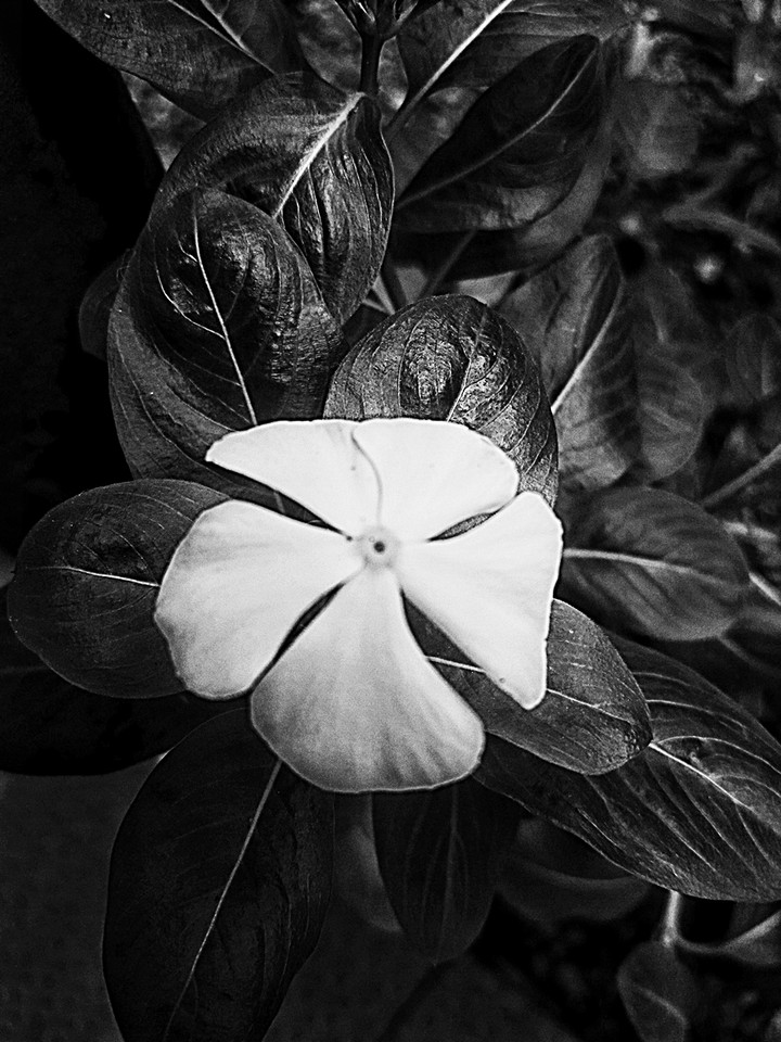 Black n white