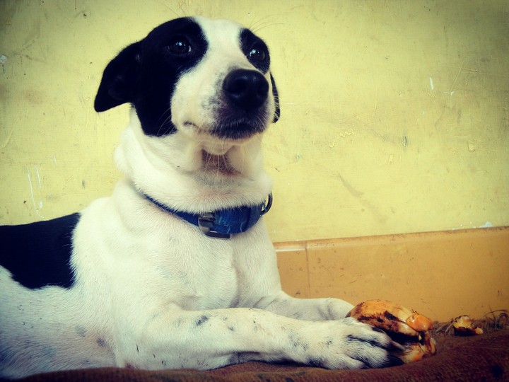 My Dearest Pet