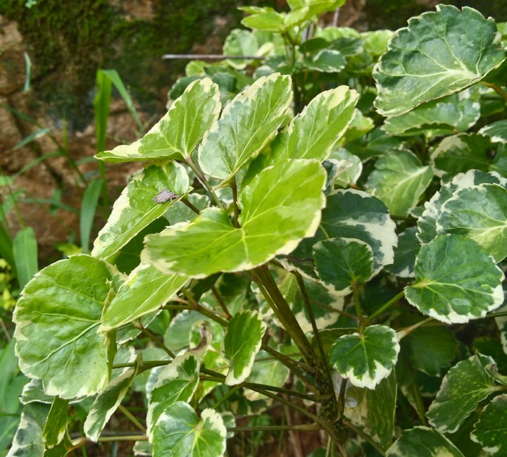 Greenworld