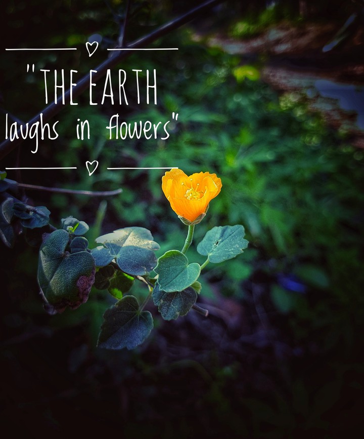 yellow orange beauty flower