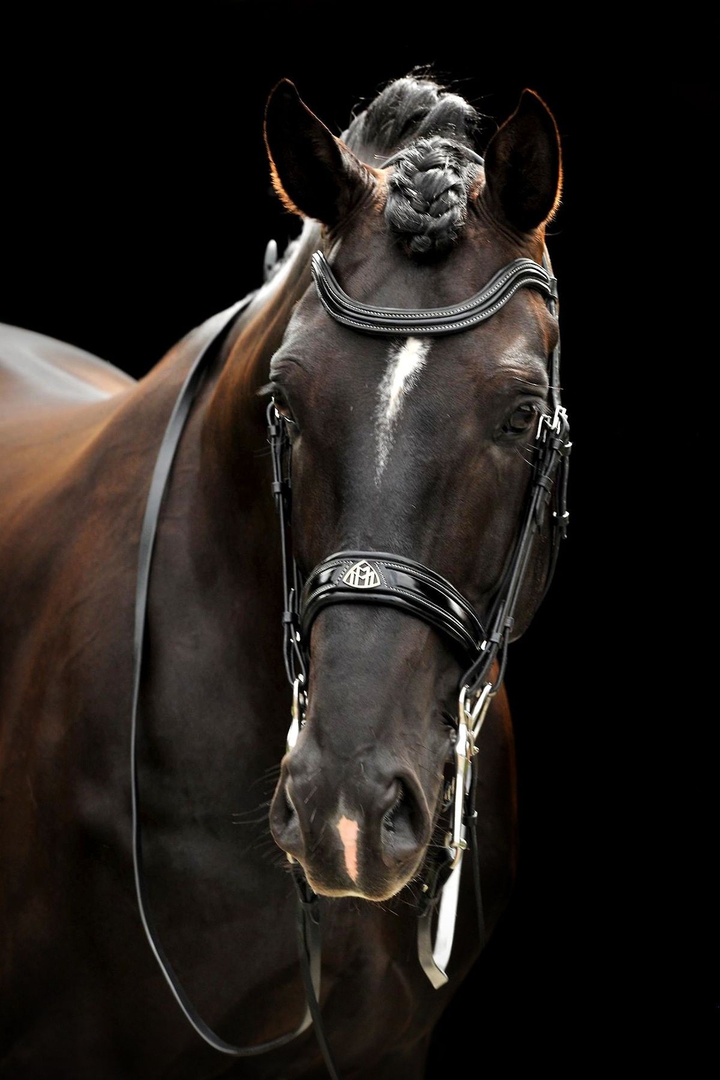 Horse brown