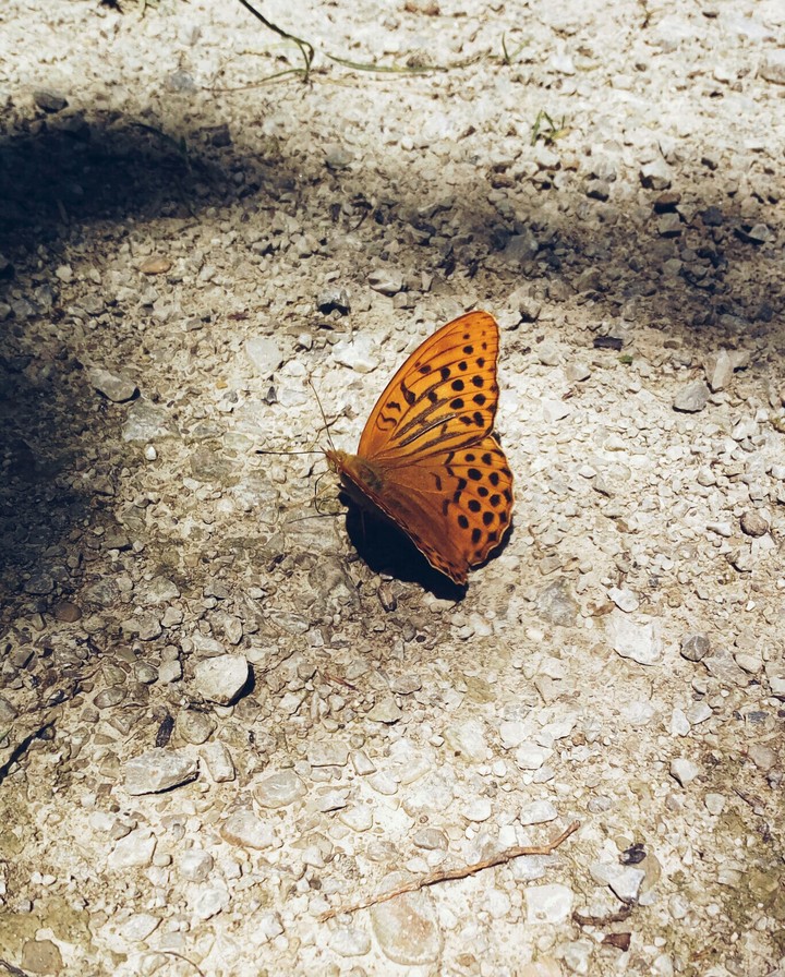 butterfly