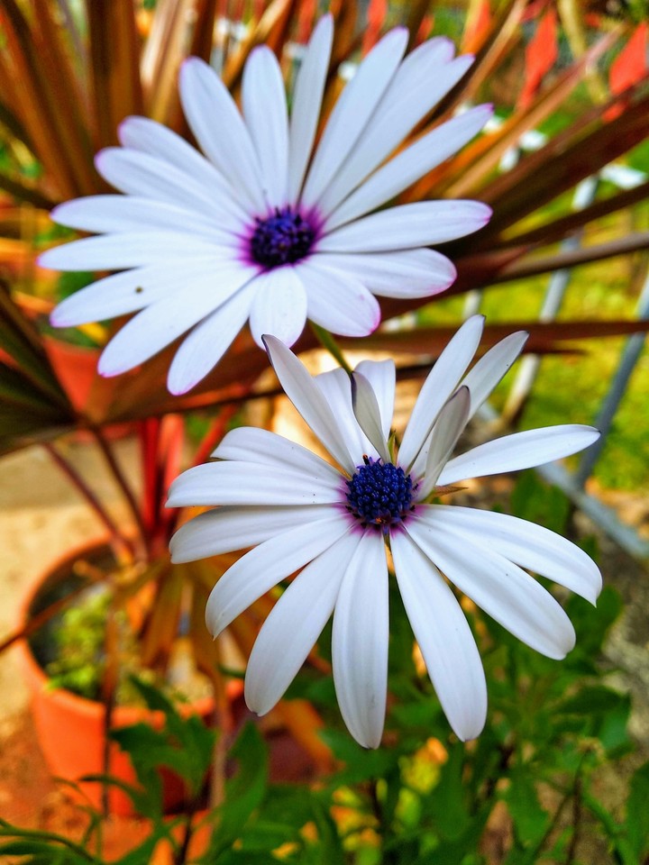 white Beauty