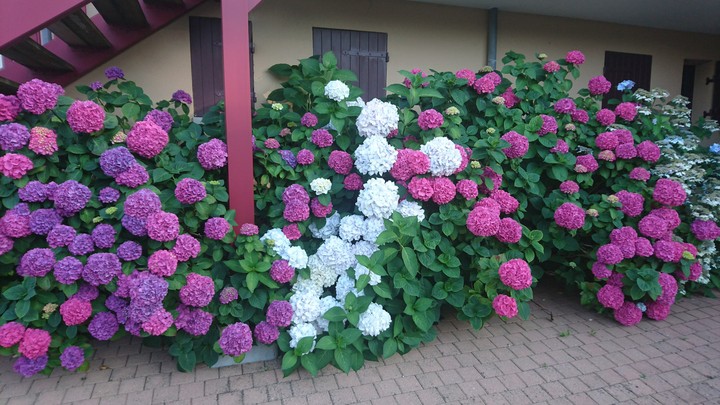 Hortensias
