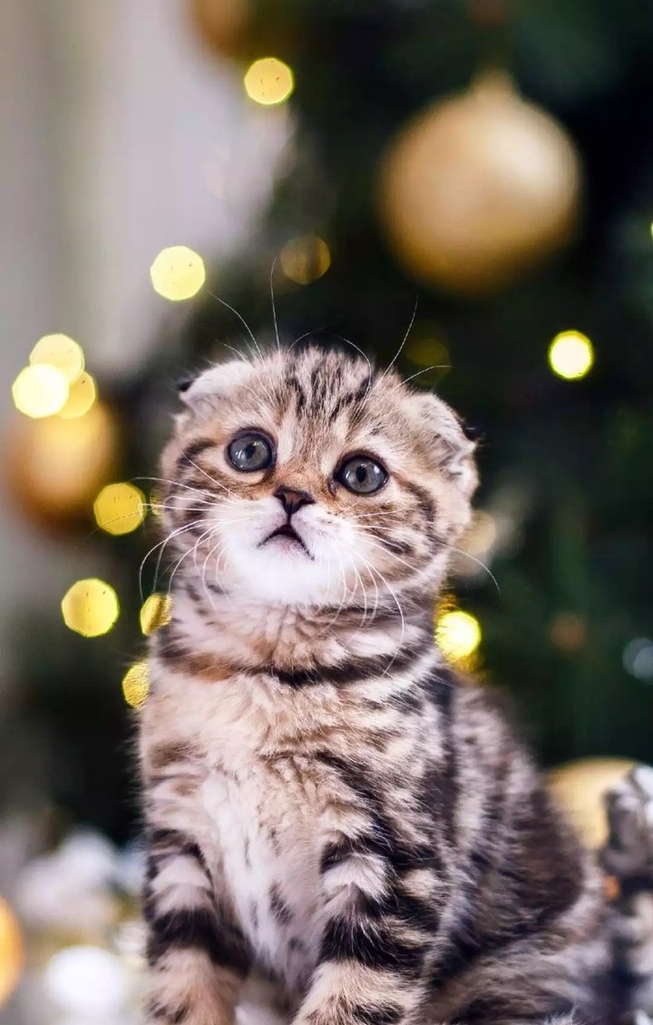 Cats