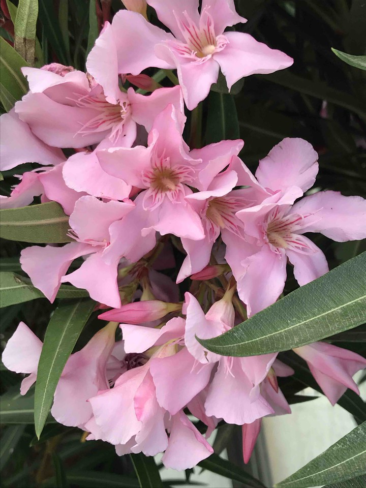 pink flower