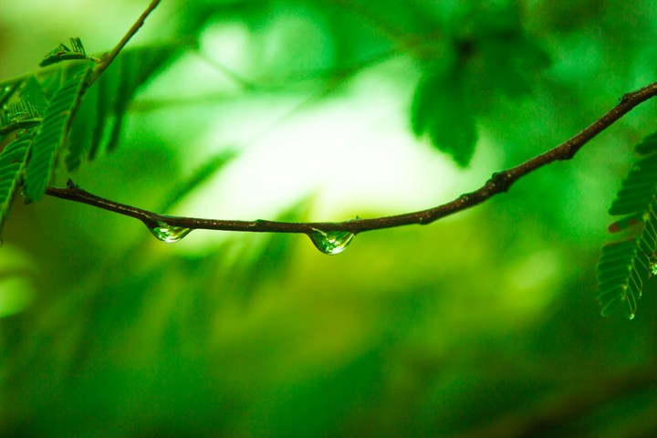 Green Rain