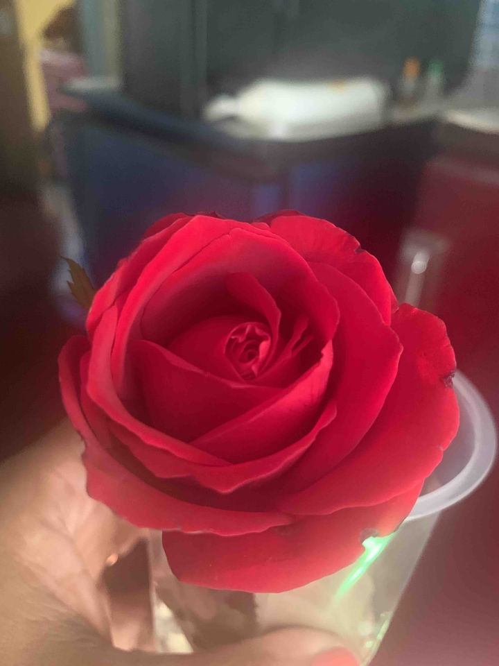 rose