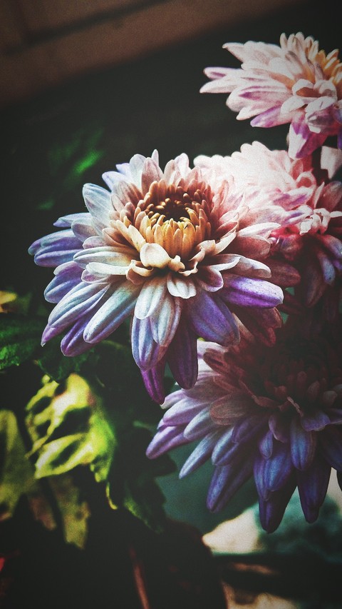 紫色, purple壁纸