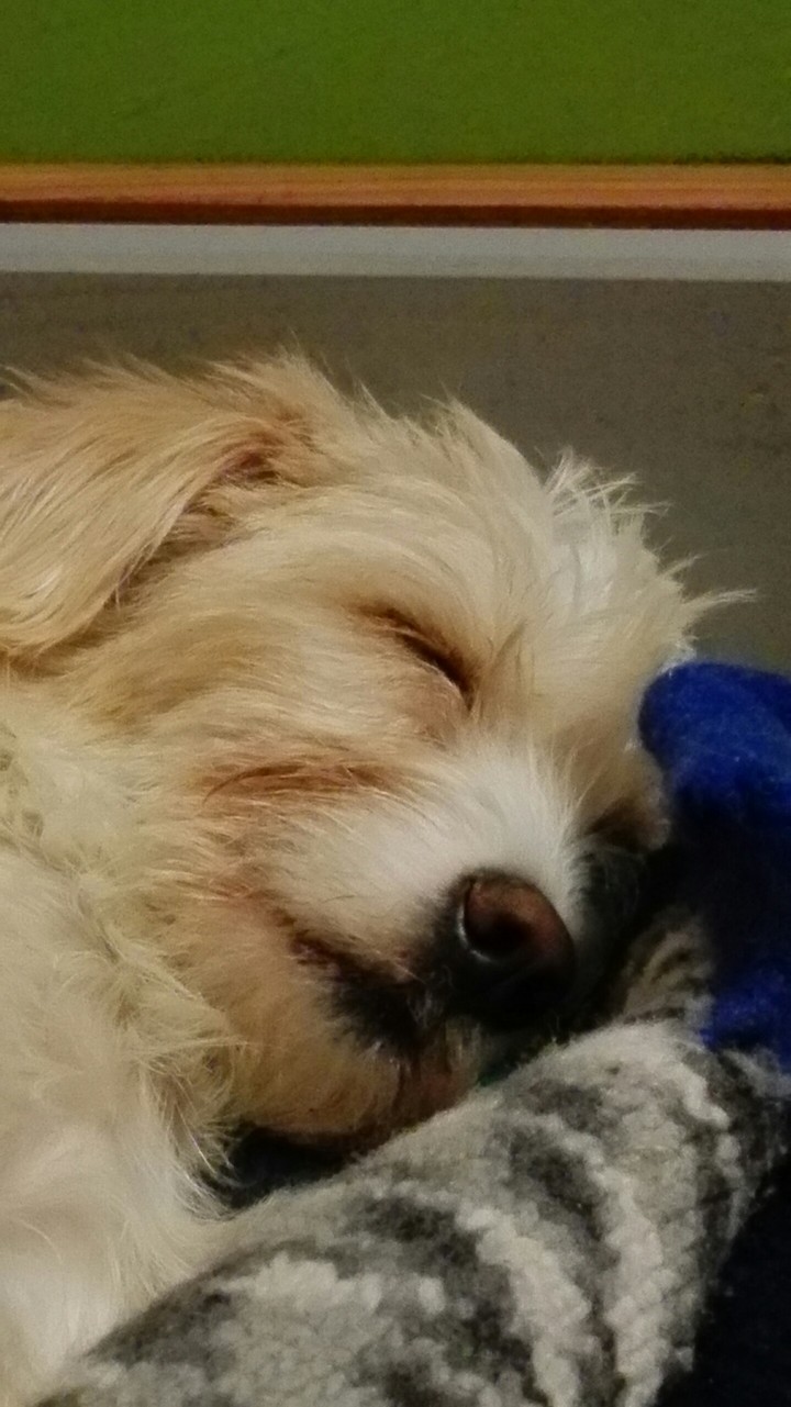 cute dog