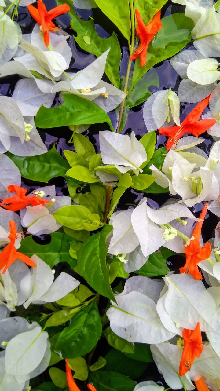 flowers on water