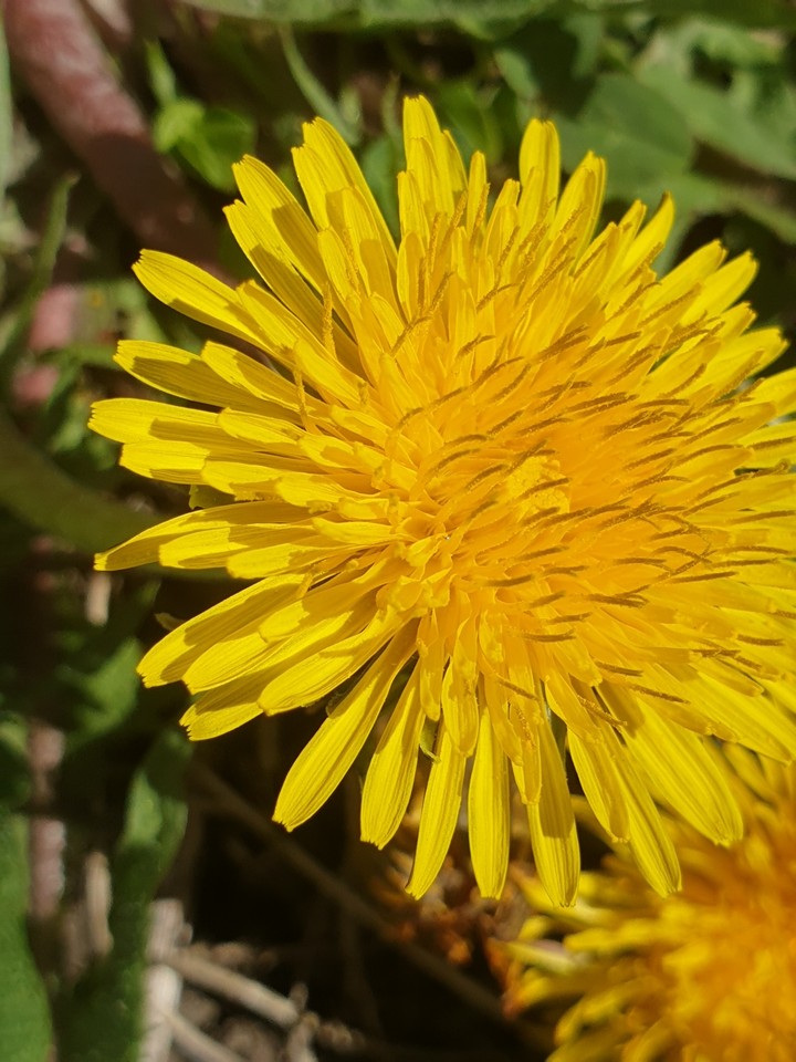 natural