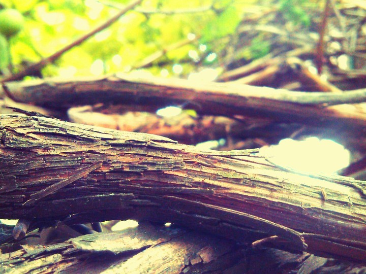 wood